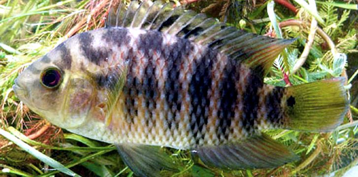 Australoheros facetus_05.jpg